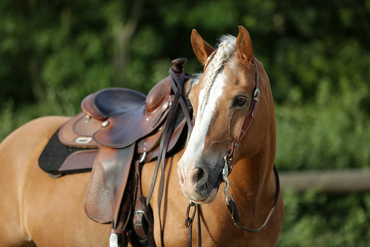 Feeding the Average Horse